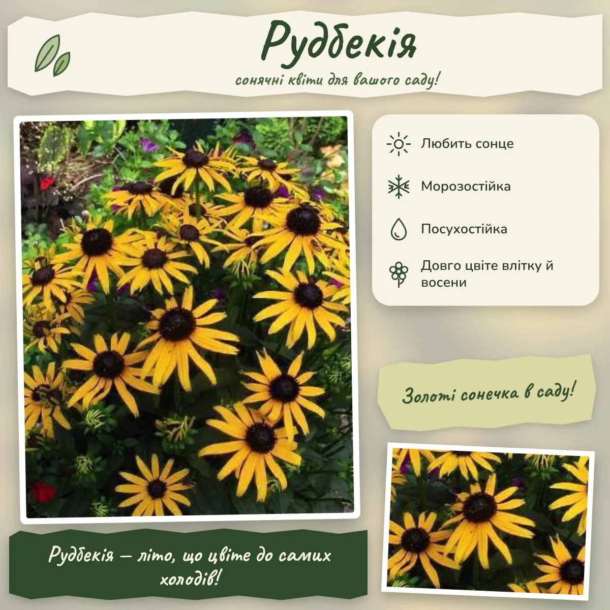 Рудбекія
