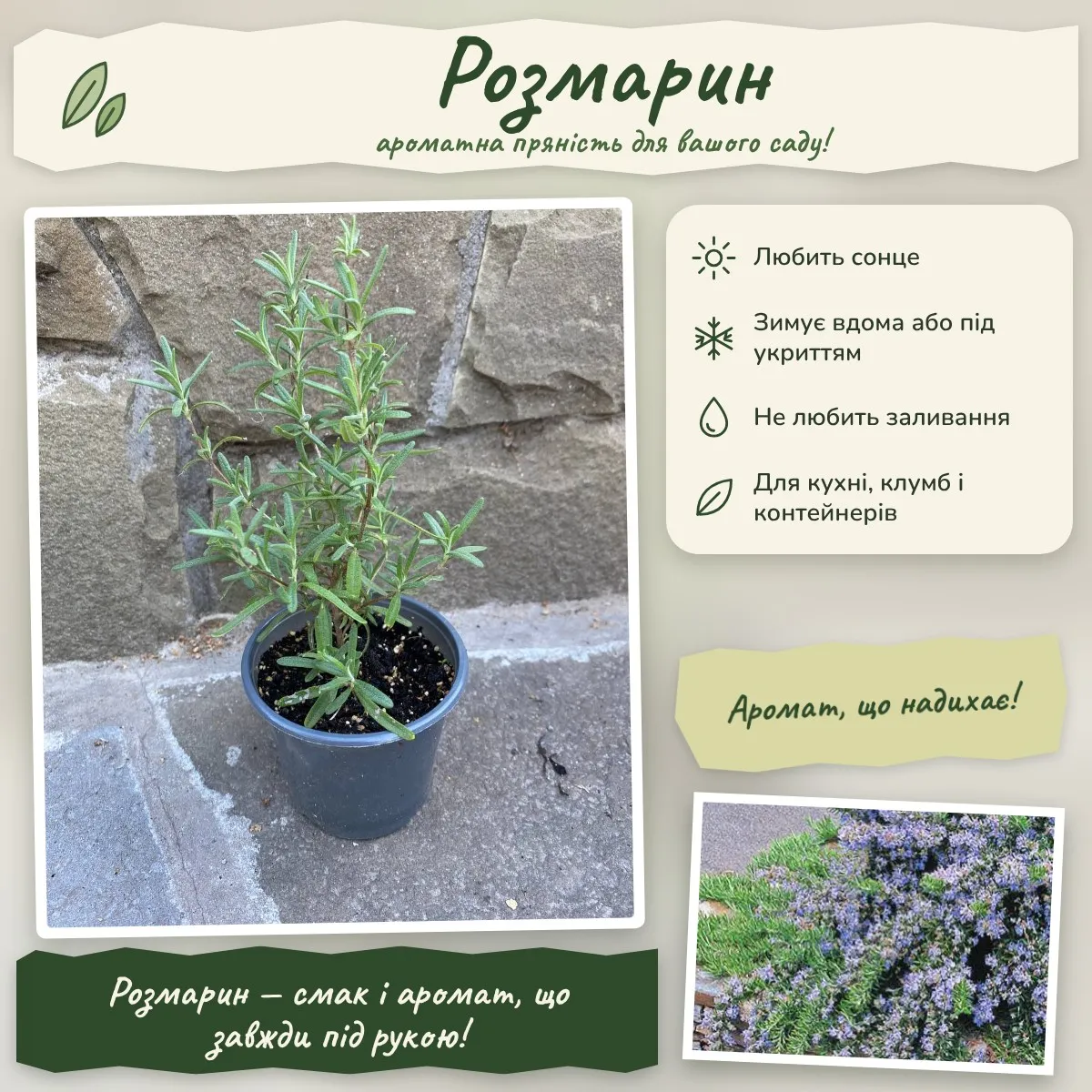 Розмарин