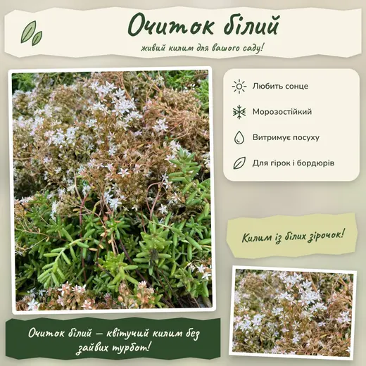 Очиток білий